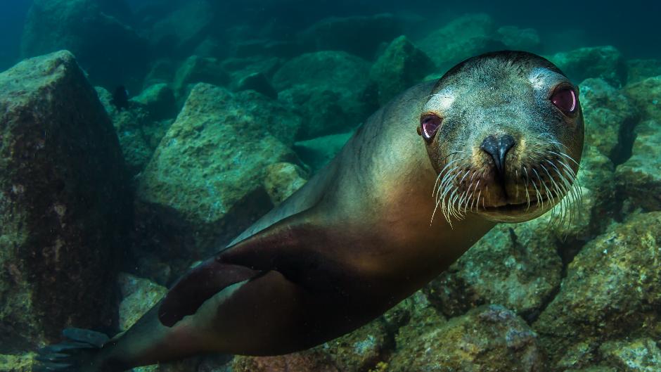 Seal swim Melbourne